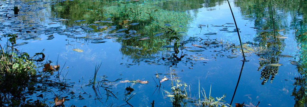 fond_etang