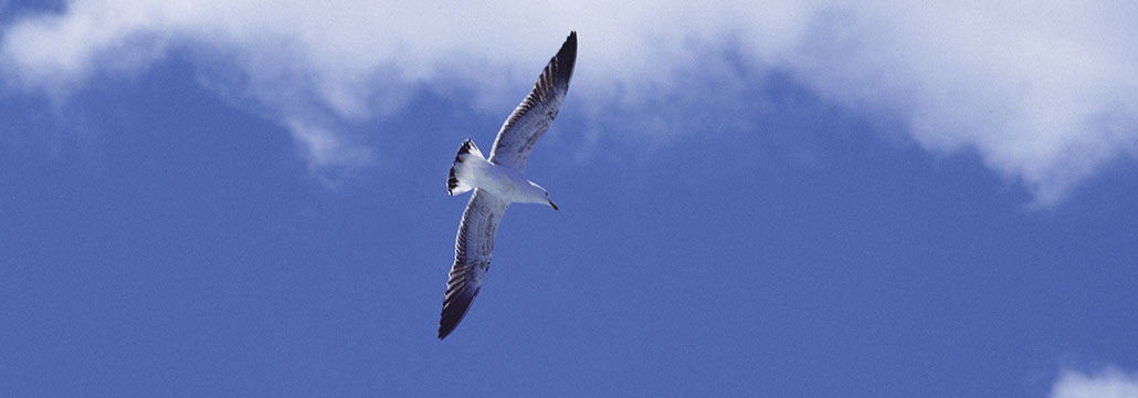 fond_mouette